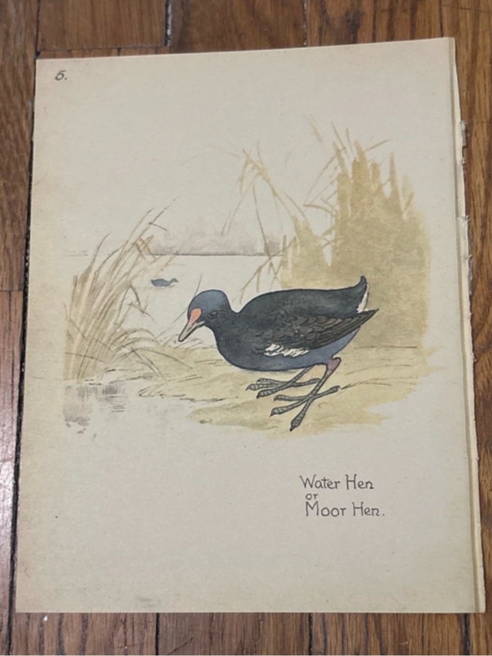 1977 Vintage Illustrated Water Hen Print - Black & Navy 9”x7”